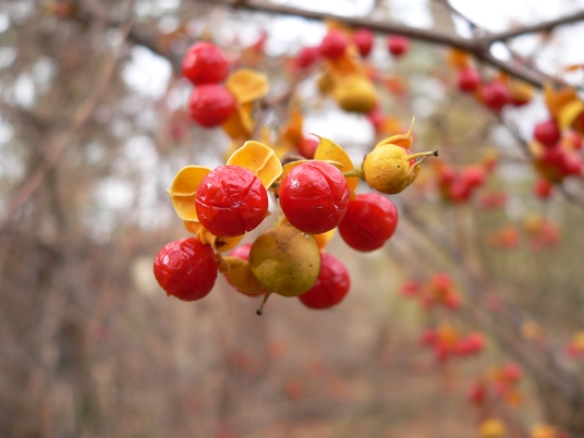 {Celastrus scandens}